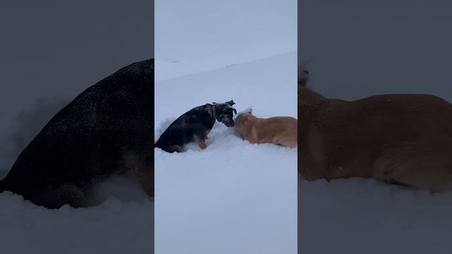 Лилу и Зума ищут мышей))) смотреть онлайн