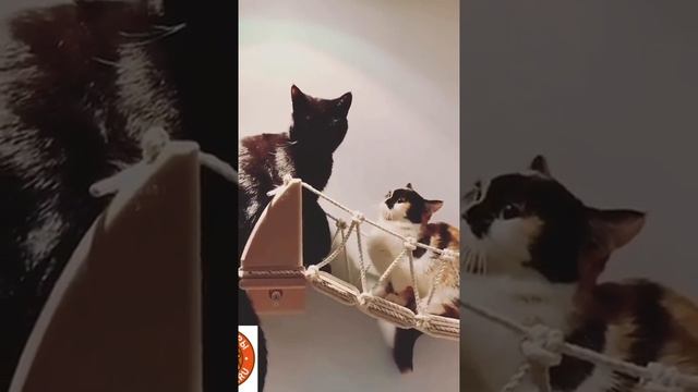 Каждому котику нужен дом, а дома свой котодром)))