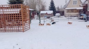 🙂🙂🙂Погуляли по первому снежку🙂🙂🙂
