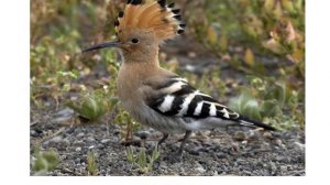 Птахи спів 1