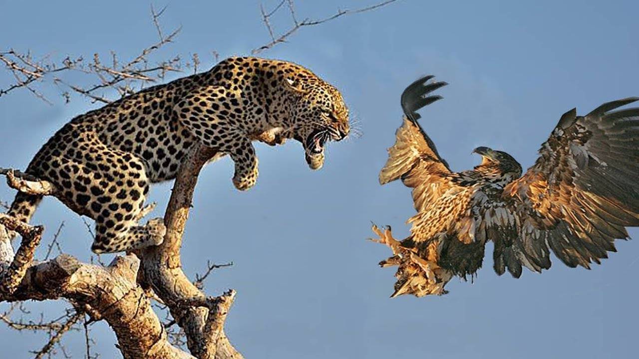 Битва леопарда с орлом смотреть онлайн