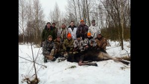 Загонная охота на лося в Ярославской области. Декабрь 2017.
