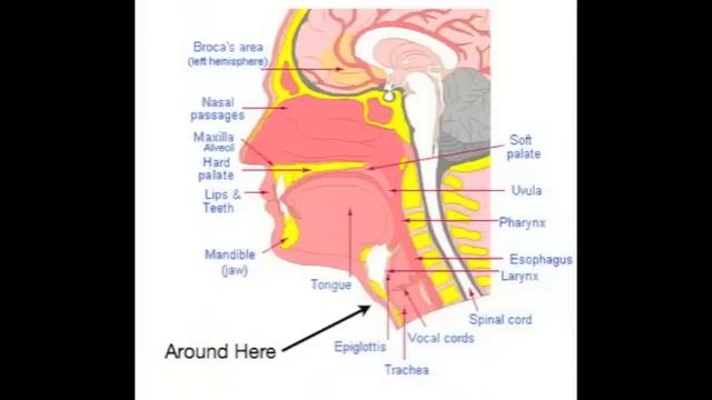 How to Speak Proto-Indo-European (corrections in the description) смотреть онлайн