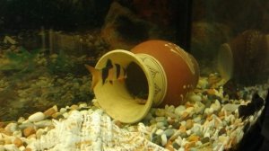 Парчовый сом