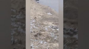 прогулка у реки.mp4