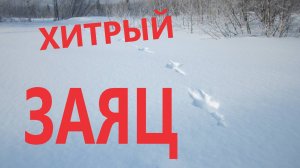 ОХОТА НА ЗАЙЦА В ДЕКАБРЕ 2024