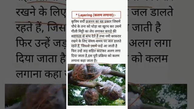Layering ।। कलम लगाना ।। BSEB ।। Biology vvi question #biology смотреть онлайн