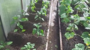 Формирование (пасынкование) и быстрое подвязывание перцев в теплице.