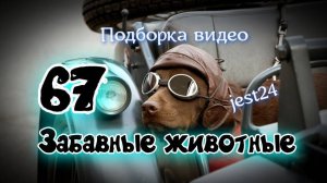 Забавные животные / Подборка видео №67