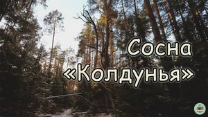 Сосна "Колдунья"