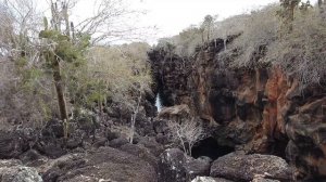 24. Санта Круз Морская экскурсия Игуаны Олуши Львы Галапагосы Эквадор ноябрь 2024