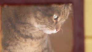 Ролик о домиках для бездомных котов в московском районе Измайлово. (ролик для т.к. "Москва Доверие")