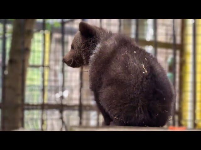 Маленький медвежонок забрался на крышу берлоги и не знает как с нее слезть!
