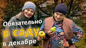 В декабре еще можно успеть! Зайцы, обрезка, укрытие