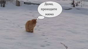 Как русский кот Рыжик ловит мышей #Охотничек #Мыши