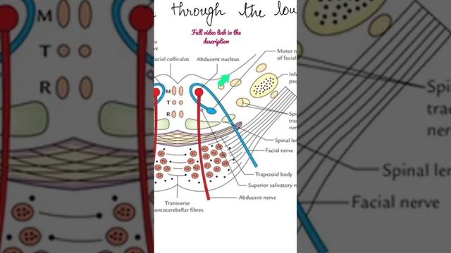 Internal Features of the Tegmental part of Lower Pons - Other Nuclei #Anatomy #mbbs #education смотреть онлайн