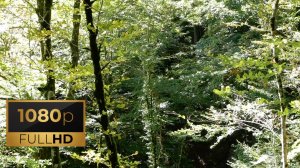 Солнечный лес с поющими птицами / Sunny Forest. 1 час. FullHD.