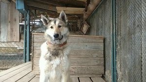 команда крутись 💫 как научить собаку команде крутись 🐶✨💫