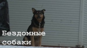 В Луганске несколько подростков кинули петарды в собак