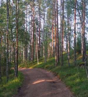 №39 Настройка и гармонизация вибраций головного мозга