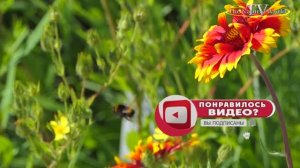 Полевые цветы. Звуки природы птицы /The most pleasant video  Wildflowers/#Полевые #цветы #Звуки #K4