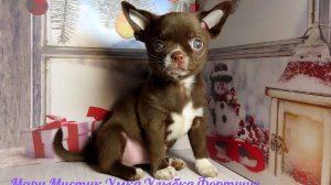 Умка передаёт ПРИВЕТ маме 07.12.24 #купитьчихуахуа 89215950848 #продаю_щенков_чихуахуа ЕСТЬ ДОСТАВКА