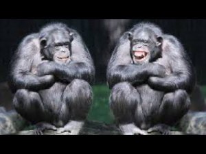 Шимпанзе обрадовались Олегу Зубкову, а Джим устроил целый концерт!