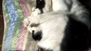 Как мурлычет кошка