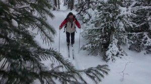 dji neo в сибирской тайге . отличный результат. без падений пройден путь.