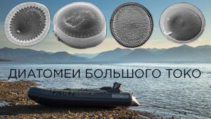 Диатомеи озера Большое Токо
