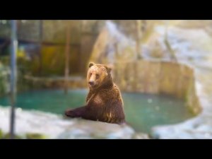 Мама медведица НАРЫЧАЛА на папу медведя и пошла ВОСПИТЫВАТЬ медвежат!