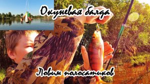 Балда окуневая/ловим полосатиков рыбалка