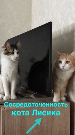 Сосредоточенность кота Лисика