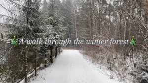 Прогулка по зимнему лесу.🎄❄️