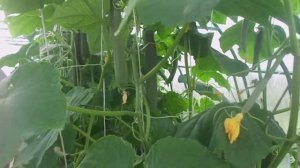 Обзор в Теплице самых Вкусных, Урожайных и Длительного Срока Плодоношения сортов Огурцов.