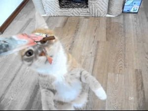 КотэЖрачъ