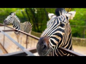 У нас две ХОРОШИЕ НОВОСТИ !