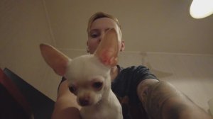 Кто лучше: корги или чихуахуа?