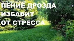 Дрозд, его пение снимет нервное напряжение, успокоит, подарит радость, умиротворение и покой.