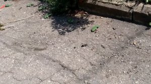 Противопехотные мины "Лепесток" (09.08.2022) #сезонконтентаRUTUBE