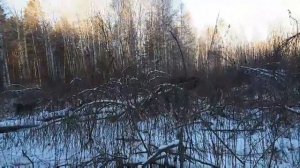 Охота с РЕЛ. Лоси гоняют собак.