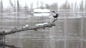 Пение оляпки и сойки пересмешницы.