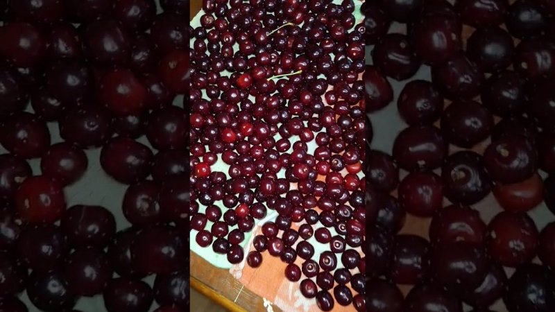 Вишнёвая любовь #вишня #лето