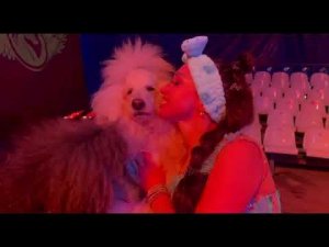 Трюки с пуделями в цирке.