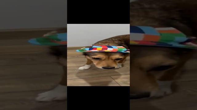 funny dog 🐕