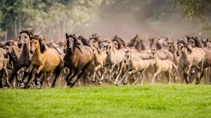 Почему дикие животные объединяются в стаи и группы? | Все как у людей