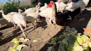 Привезла кучу вкусняшек Курам, индюкам, уткам/Заготавливаю шиповник