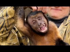 Обезьянка Санчос и Ксюша рассказали про капуцинов КИНОЗВЕЗД!