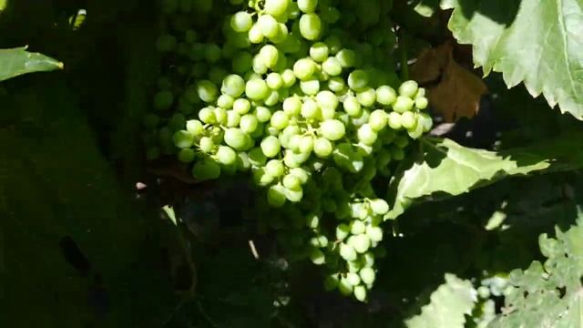 Виноград. Недогрузил и перегрузил . 24.07.24г смотреть онлайн