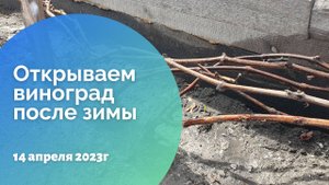 Открываем виноград после зимы. 14.04.2023
